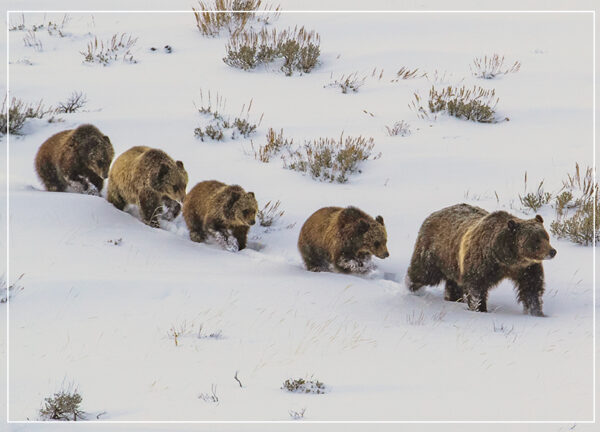 BEAR CLAN: Grizzly 339 and her cubs have moved from Yellowstone to Jackson Hole. They are said to weigh around 300-350 pounds. I feel like the forest service should have tags just for residents to kill a grizzly because right now they are over-populated, said freshman Anthyn Titensor. 