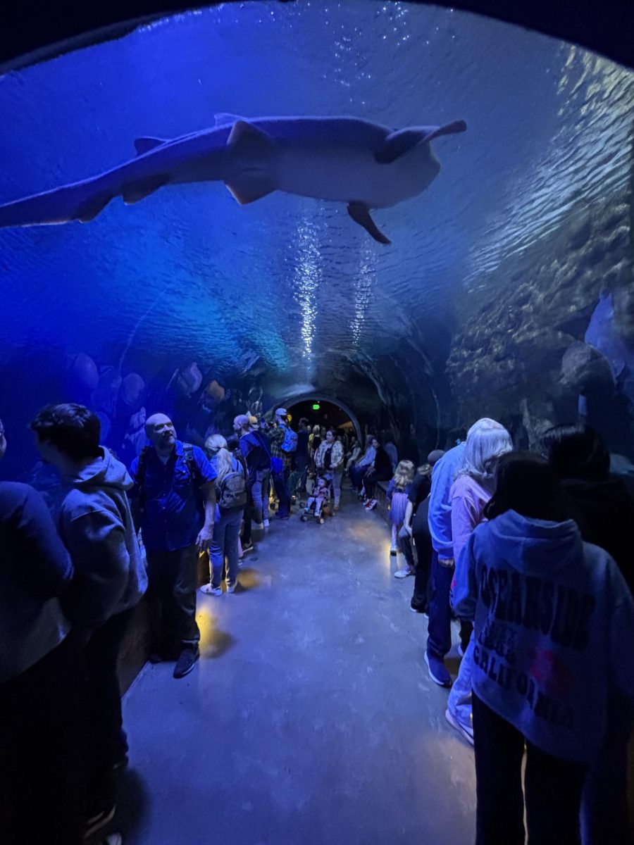 This picture shows the cool views students enjoyed in the shark exhibit. According to Pheonixx Hovey,"The shark exhibit was definitely a favorite." Garrett Carlson added, "The zoology field trip was really cool. We watched them feed the sharks."