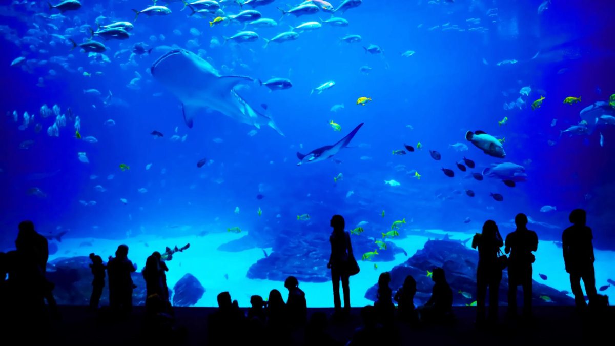 The Loveland Living Planet Aquarium in Draper, Utah, spans over 136,000 square feet and houses around 5,000 animals representing more than 500 species from ecosystems around the world. This place has been a very exciting place for many people and provides a very cool variety of ecosystems close to us. Matt Hutchinson said, "It's really convenient to have a place like this so close to us."