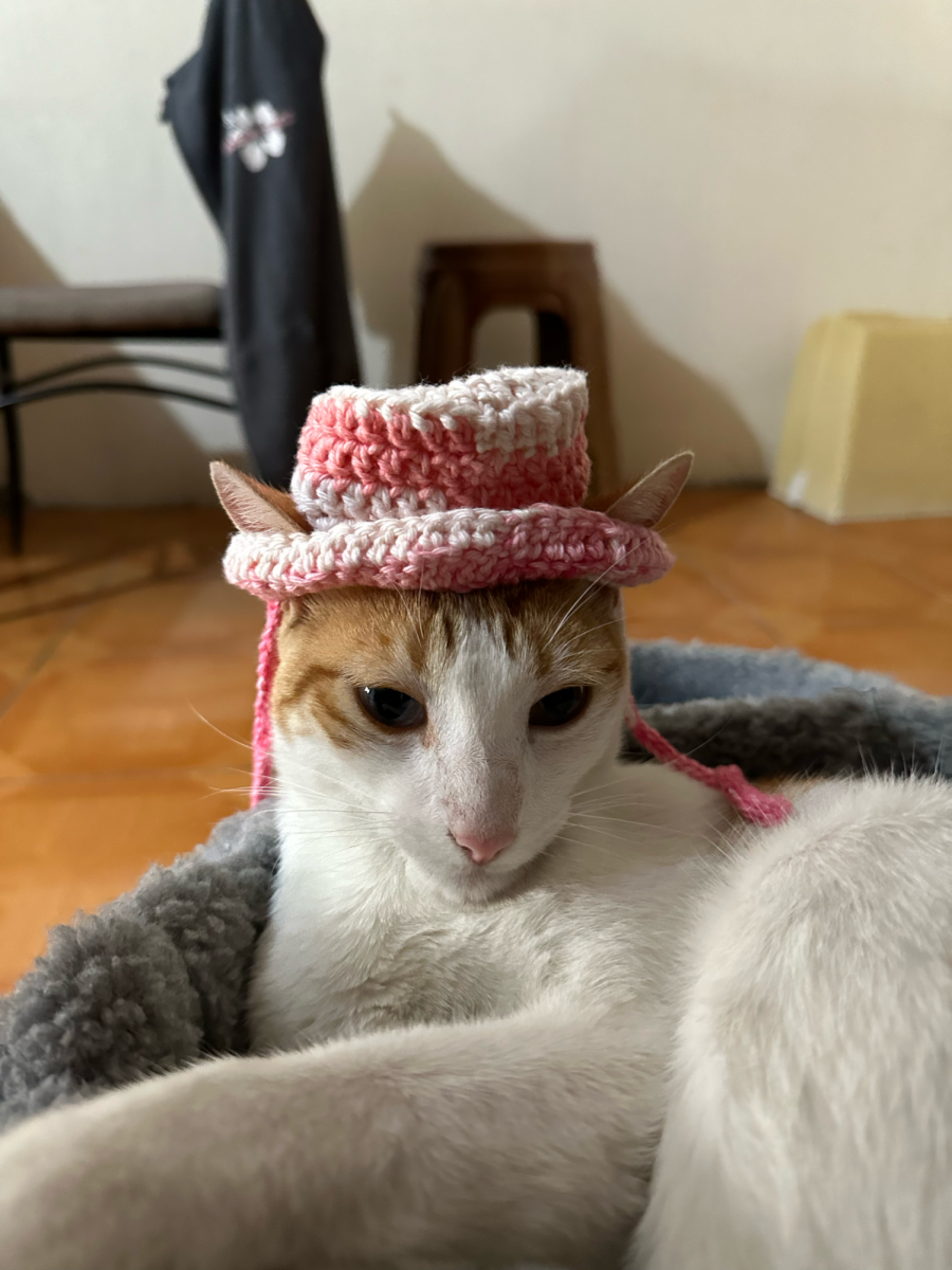Senior Anahi Barnes-Boch enjoys crocheting all sorts of things, including this hat for her cat. The hobby has become a fun outlet for her creativity while also having practical benefits in the form of cozy sweaters and accessories. Regarding the cat, Anahi said, "He hated it, but he let me get the pics at least." 